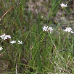 Burchardia umbellata at Glenroy, NSW - 16 Oct 2021 01:14 PM