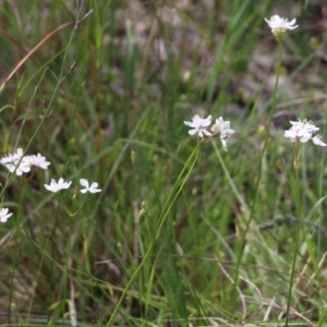 Burchardia umbellata at Glenroy, NSW - 16 Oct 2021