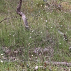 Burchardia umbellata at Glenroy, NSW - 16 Oct 2021