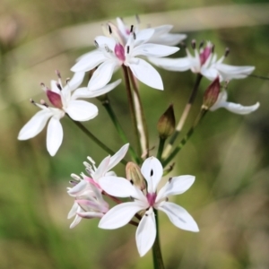 Burchardia umbellata at Glenroy, NSW - 16 Oct 2021