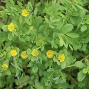 Trifolium campestre at Glenroy, NSW - 16 Oct 2021 12:45 PM