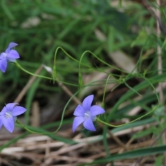 Wahlenbergia sp. (Bluebell) at Nail Can Hill - 16 Oct 2021 by KylieWaldon