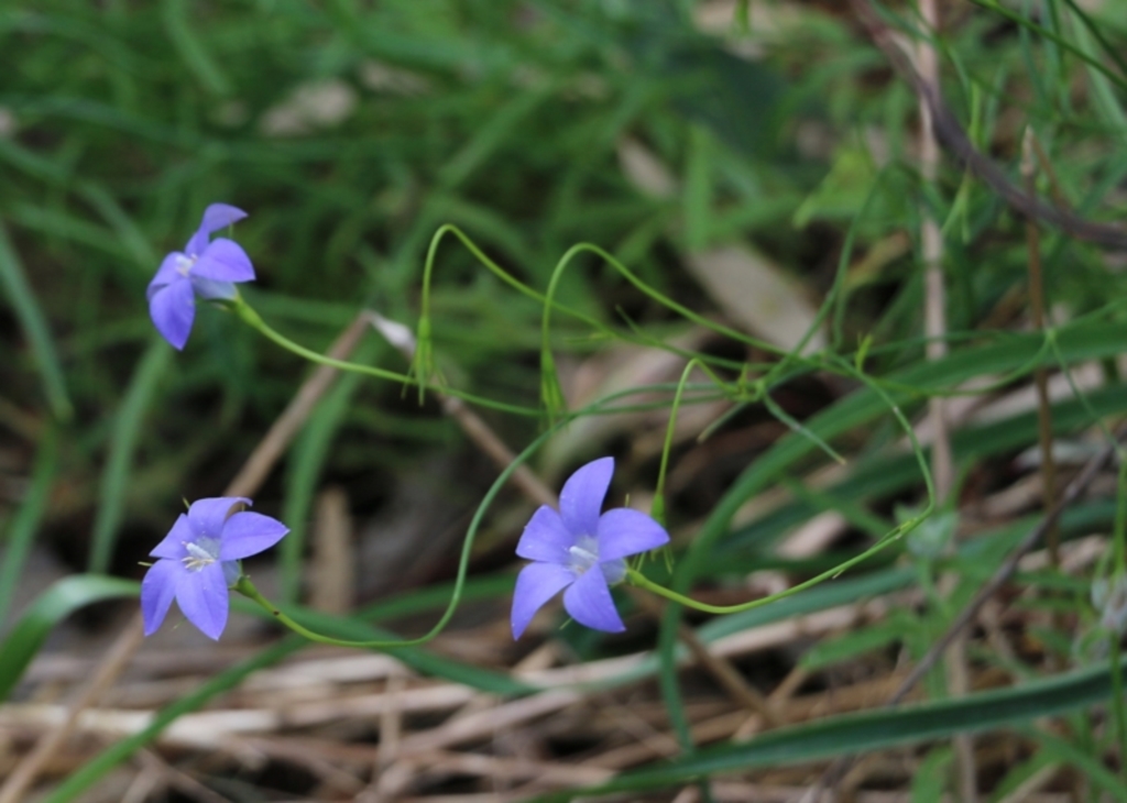 Wahlenbergia sp. at Glenroy, NSW - 16 Oct 2021