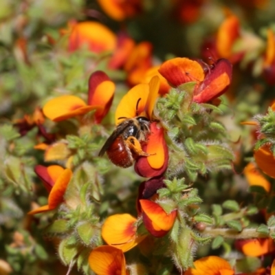 Unidentified Bee (Hymenoptera, Apiformes) at Glenroy, NSW - 16 Oct 2021 by KylieWaldon