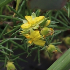 Hibbertia riparia (Erect Guinea-flower) at Glenroy, NSW - 16 Oct 2021 by KylieWaldon