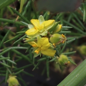 Hibbertia riparia at Glenroy, NSW - 16 Oct 2021