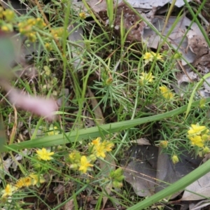 Hibbertia riparia at Glenroy, NSW - 16 Oct 2021