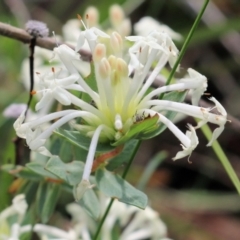 Pimelea linifolia (Slender Rice Flower) at Albury - 16 Oct 2021 by KylieWaldon