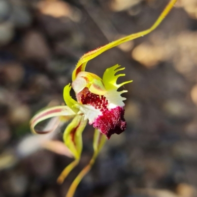 Caladenia atrovespa (Green-comb Spider Orchid) at Black Mountain - 19 Oct 2021 by RobG1