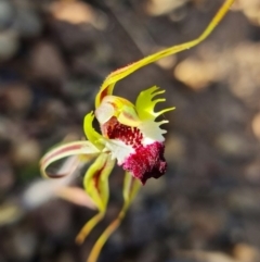 Caladenia atrovespa (Green-comb Spider Orchid) at Bruce, ACT - 19 Oct 2021 by RobG1