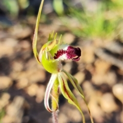 Caladenia atrovespa at Bruce, ACT - 19 Oct 2021