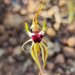Caladenia atrovespa at Bruce, ACT - suppressed