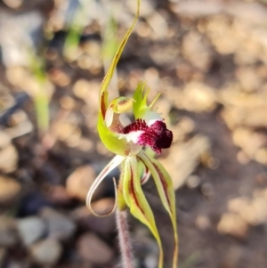 Caladenia atrovespa at Bruce, ACT - 19 Oct 2021