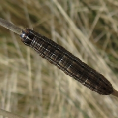 Persectania ewingii (Southern Armyworm) at Mount Clear, ACT - 18 Oct 2021 by Christine