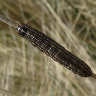 Persectania ewingii (Southern Armyworm) at Namadgi National Park - 18 Oct 2021 by Christine