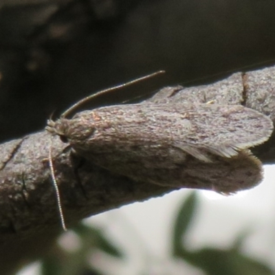 Ericrypsina ductaria at Namadgi National Park - 18 Oct 2021 by Christine