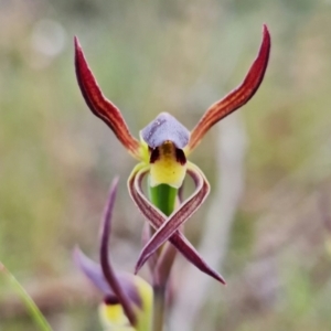 Lyperanthus suaveolens at Aranda, ACT - suppressed