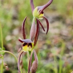 Lyperanthus suaveolens at Aranda, ACT - suppressed