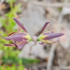 Lyperanthus suaveolens at Aranda, ACT - suppressed