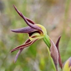 Lyperanthus suaveolens at Aranda, ACT - suppressed