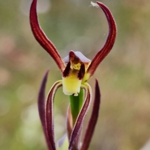 Lyperanthus suaveolens at Aranda, ACT - suppressed