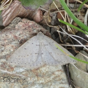 Taxeotis (genus) at Mount Clear, ACT - 18 Oct 2021 01:19 PM