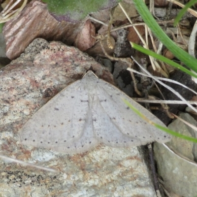 Taxeotis (genus) (Unidentified Taxeotis geometer moths) at Namadgi National Park - 18 Oct 2021 by Christine