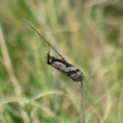 Philobota lysizona (A concealer moth) at Mount Clear, ACT - 18 Oct 2021 by Christine