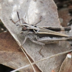 Cryptobothrus chrysophorus (Golden Bandwing) at Namadgi National Park - 18 Oct 2021 by Christine