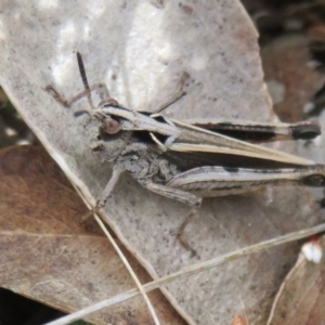 Cryptobothrus chrysophorus at Mount Clear, ACT - 18 Oct 2021