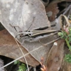 Cryptobothrus chrysophorus at Mount Clear, ACT - 18 Oct 2021