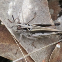 Cryptobothrus chrysophorus at Mount Clear, ACT - 18 Oct 2021