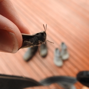 Cryptobothrus chrysophorus at Carwoola, NSW - 19 Oct 2021