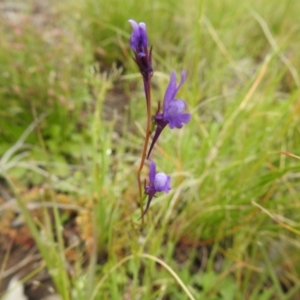 Linaria pelisseriana at Carwoola, NSW - suppressed