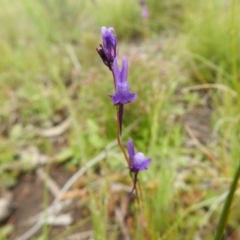 Linaria pelisseriana at Carwoola, NSW - suppressed