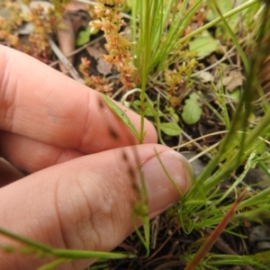 Linaria pelisseriana at Carwoola, NSW - suppressed