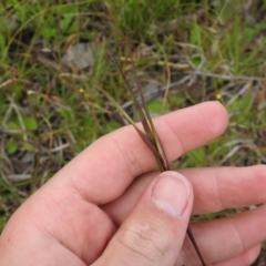 Themeda triandra (Kangaroo Grass) at Carwoola, NSW - 19 Oct 2021 by Liam.m