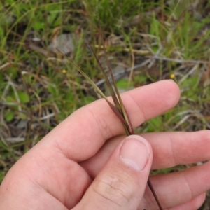 Themeda triandra at Carwoola, NSW - suppressed