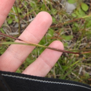 Themeda triandra at Carwoola, NSW - suppressed