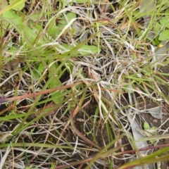 Themeda triandra at Carwoola, NSW - suppressed