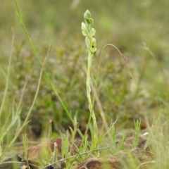 Hymenochilus bicolor (ACT) = Pterostylis bicolor (NSW) (Black-tip Greenhood) at Carwoola, NSW - 19 Oct 2021 by Liam.m