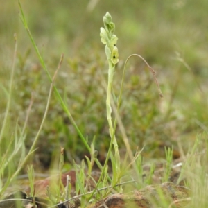 Hymenochilus bicolor at Carwoola, NSW - 19 Oct 2021