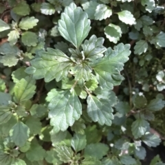 Australina pusilla subsp. muelleri (Small Shade Nettle) at Paddys River, ACT - 9 Oct 2021 by Tapirlord