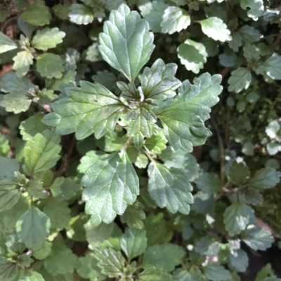 Australina pusilla subsp. muelleri (Small Shade Nettle) at Tidbinbilla Nature Reserve - 9 Oct 2021 by Tapirlord