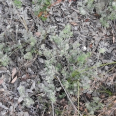 Genista monspessulana (Cape Broom, Montpellier Broom) at Carwoola, NSW - 19 Oct 2021 by Liam.m