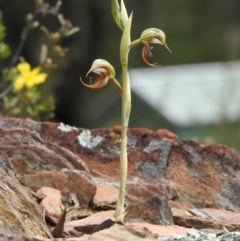 Oligochaetochilus hamatus at Carwoola, NSW - suppressed