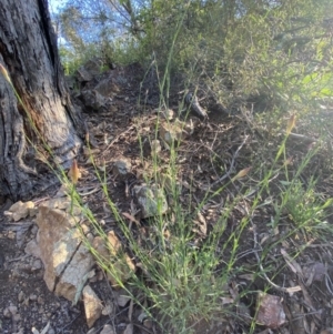 Petrorhagia nanteuilii at Googong, NSW - 19 Oct 2021