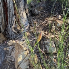 Petrorhagia nanteuilii at Googong, NSW - 19 Oct 2021