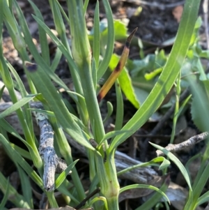 Petrorhagia nanteuilii at Googong, NSW - 19 Oct 2021