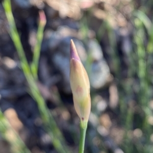 Petrorhagia nanteuilii at Googong, NSW - 19 Oct 2021